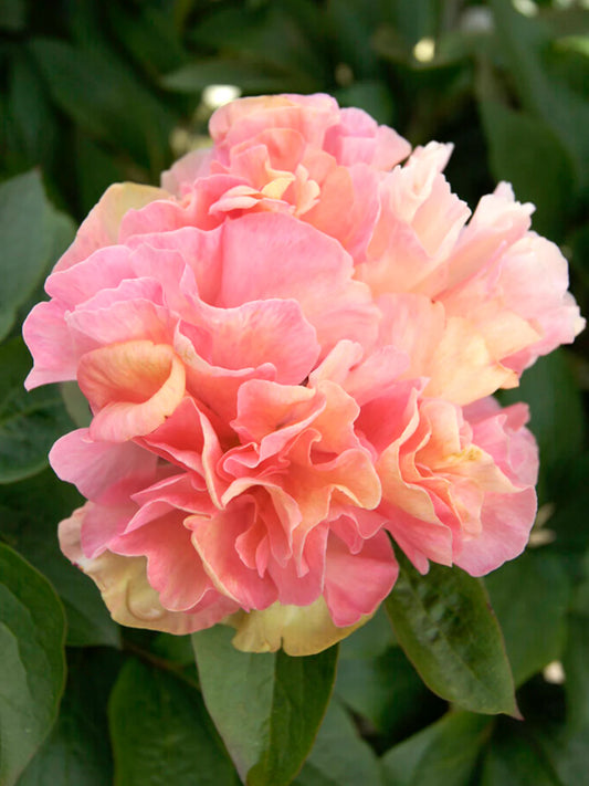 Lois Choice hybrid peony