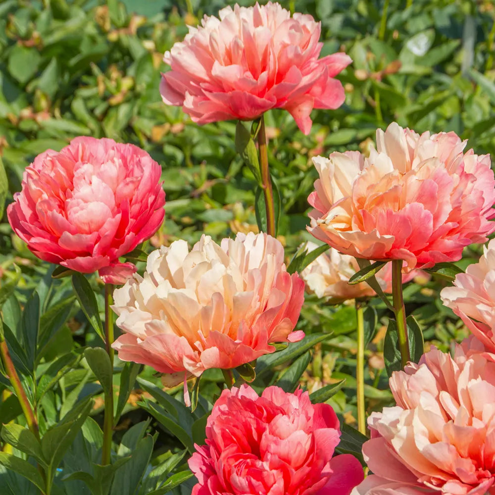 Lorelei hybrid peony