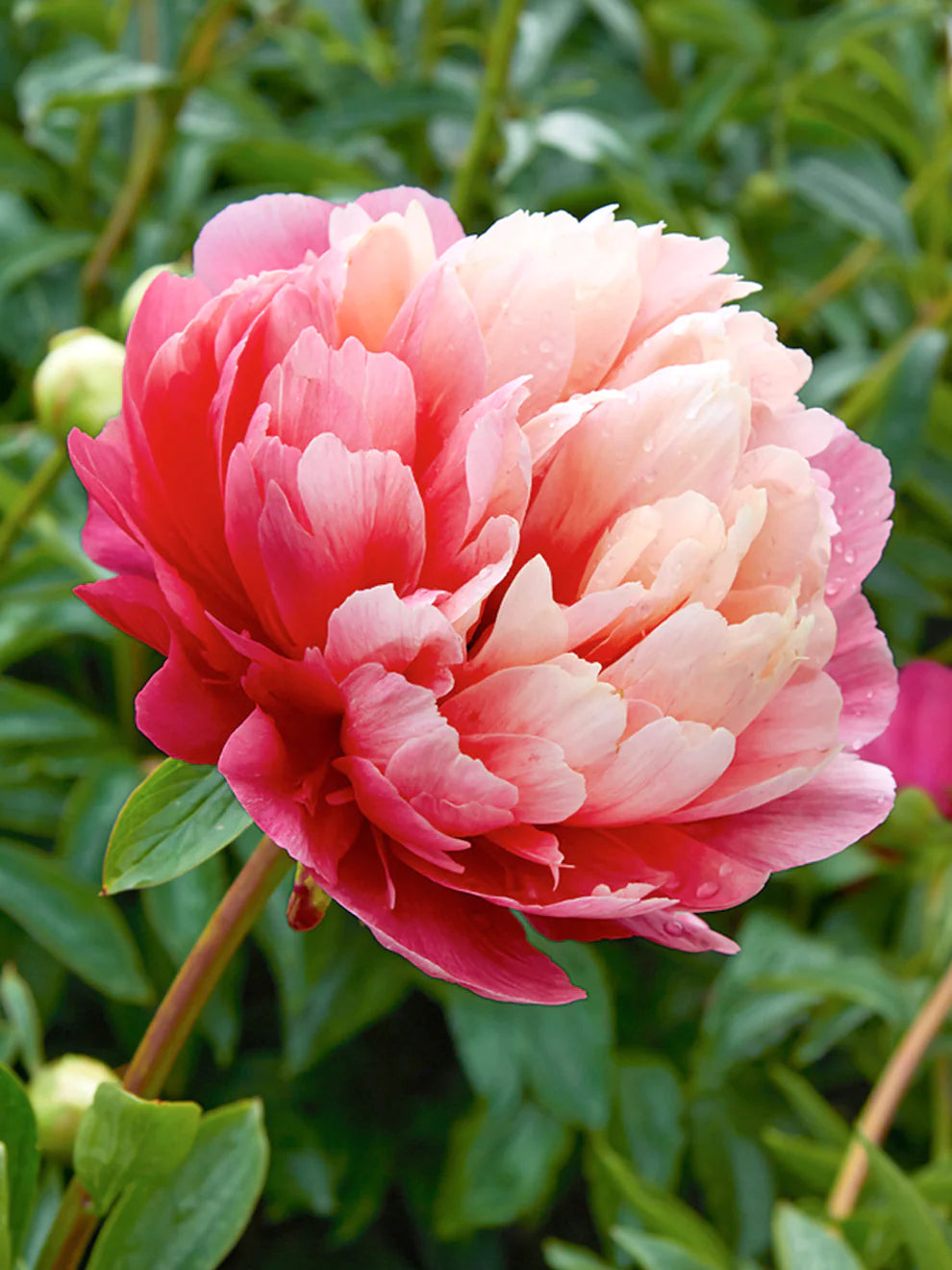 Lorelei hybrid peony