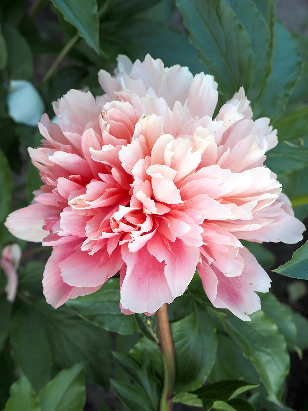 Lorelei hybrid peony