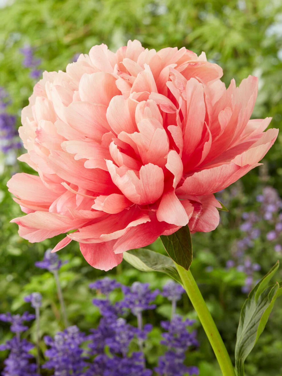 Lorelei hybrid peony