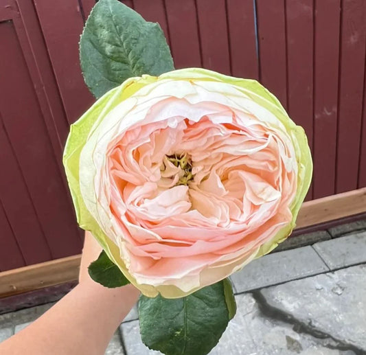 Pinkie Pie lookalike wedding garden rose plant large flower bush deciduous shrub