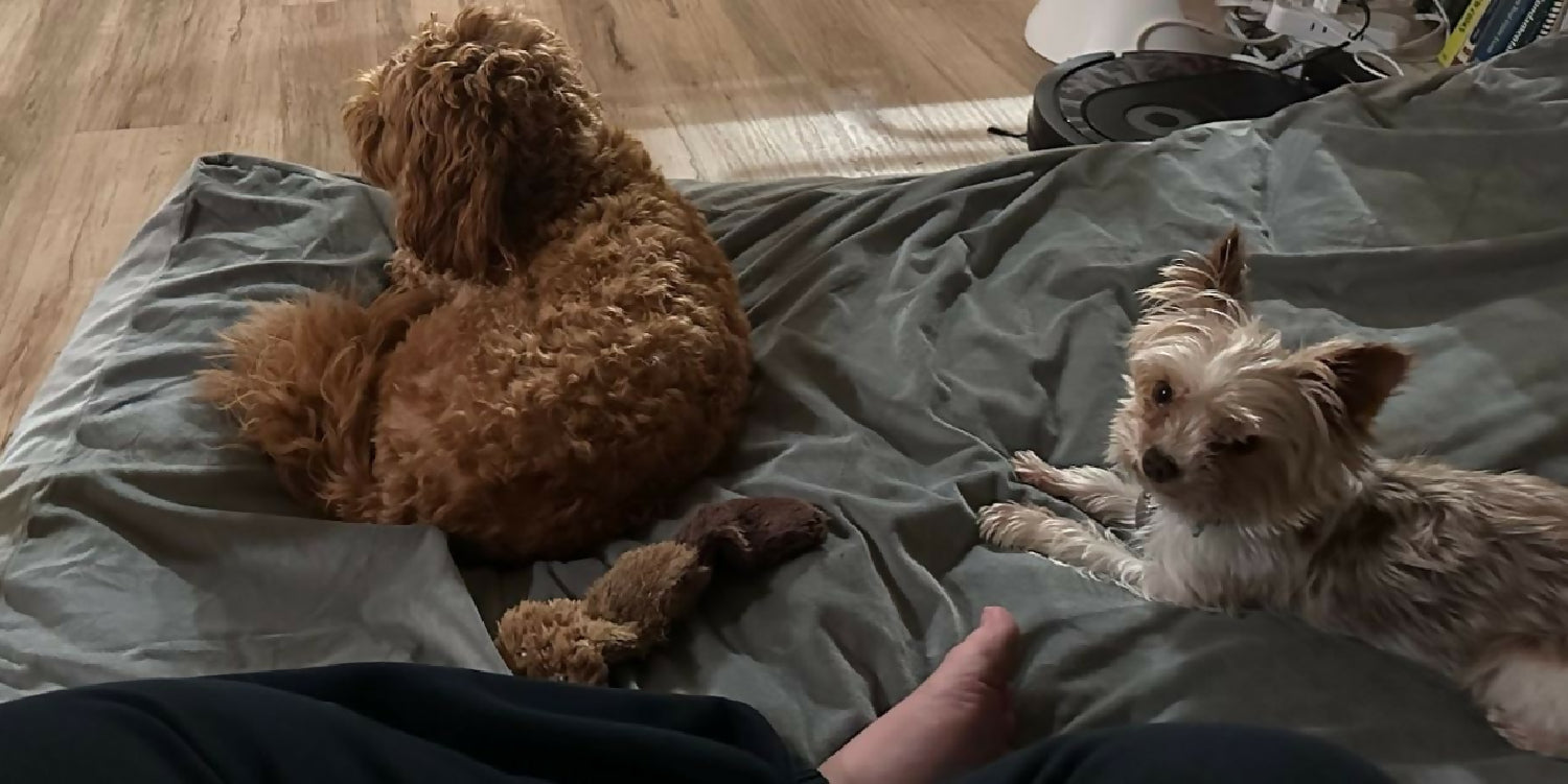 logo Eva's pet care 1