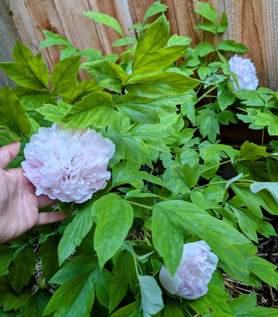 Random and lost tag large flower tree peony