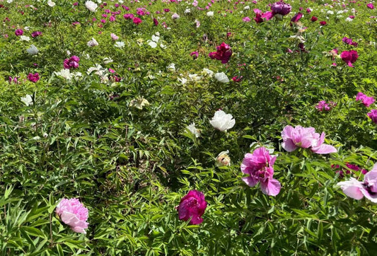 Random and lost tag large flower tree peony
