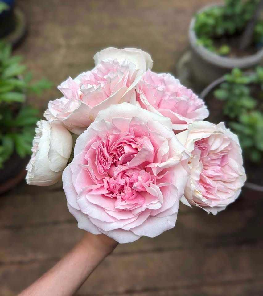 Ausimmon English wedding garden rose plant large flower bush deciduous shrub