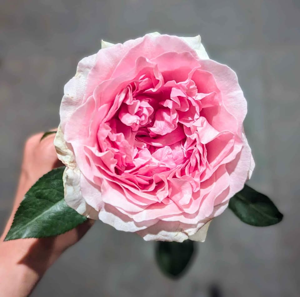 Ausimmon English wedding garden rose plant large flower bush deciduous shrub