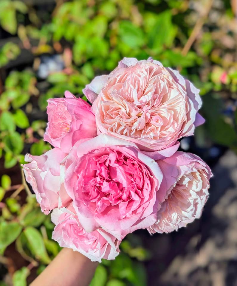 Pink & cream wedding garden rose plant large flower bush deciduous shrub