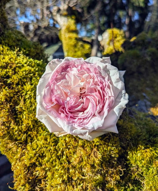 Pale pink & cream wedding garden rose plant large flower bush deciduous shrub