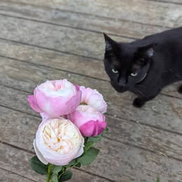 Pink & cream wedding garden rose plant large flower bush deciduous shrub