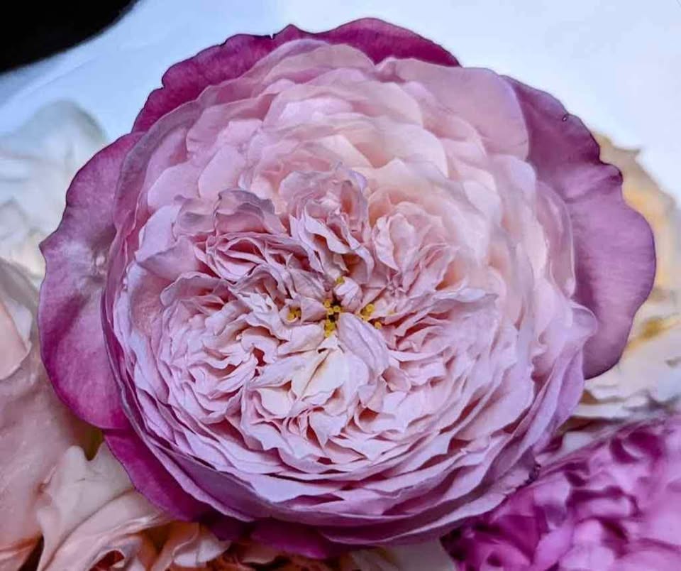 Pink & cream wedding garden rose plant large flower bush deciduous shrub