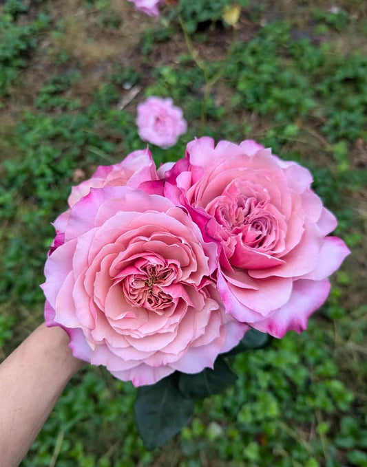 Miyabi Japanese wedding garden rose plant large flower bush deciduous shrub