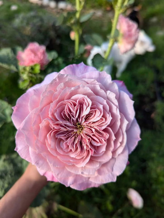 Miyabi Japanese wedding garden rose plant large flower bush deciduous shrub