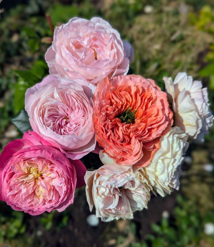 Westminster Abbey lookalike wedding garden rose plant large flower bush deciduous shrub