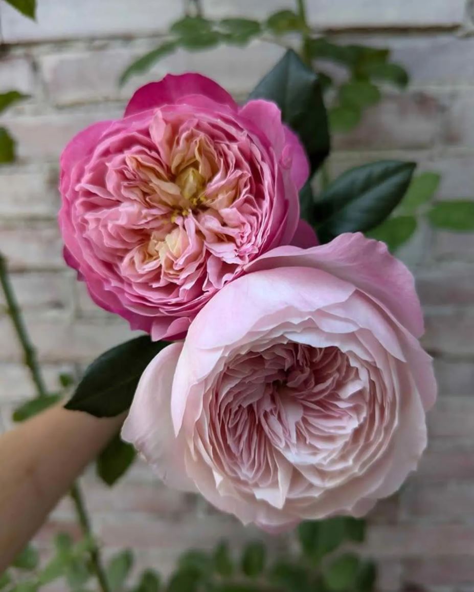 Pink & cream wedding garden rose plant large flower bush deciduous shrub