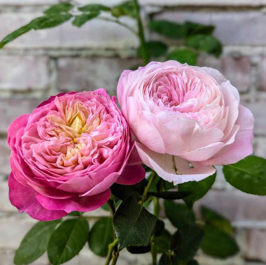 Pink & cream wedding garden rose plant large flower bush deciduous shrub