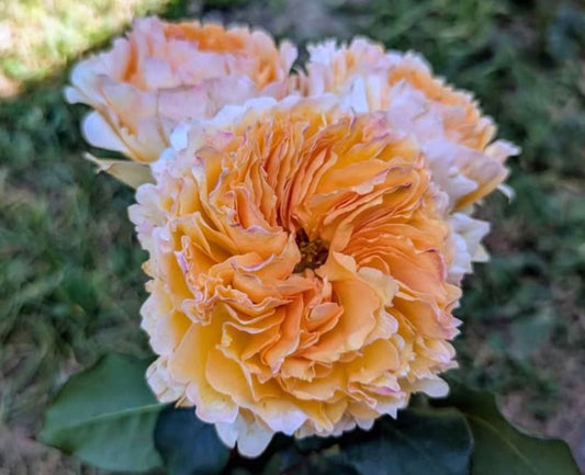 Yellow & cream wedding garden rose plant large flower bush deciduous shrub