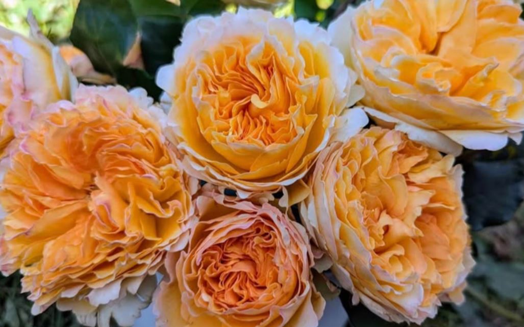 Yellow & cream wedding garden rose plant large flower bush deciduous shrub