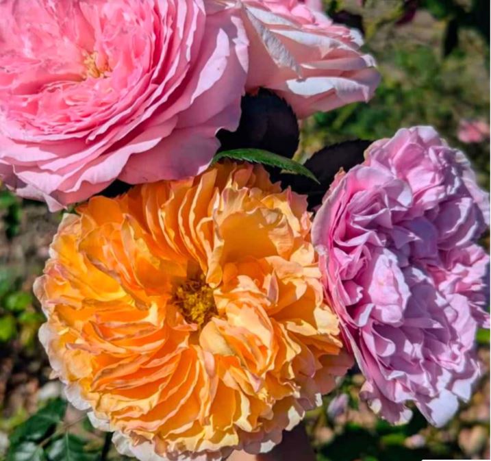 Yellow & cream wedding garden rose plant large flower bush deciduous shrub