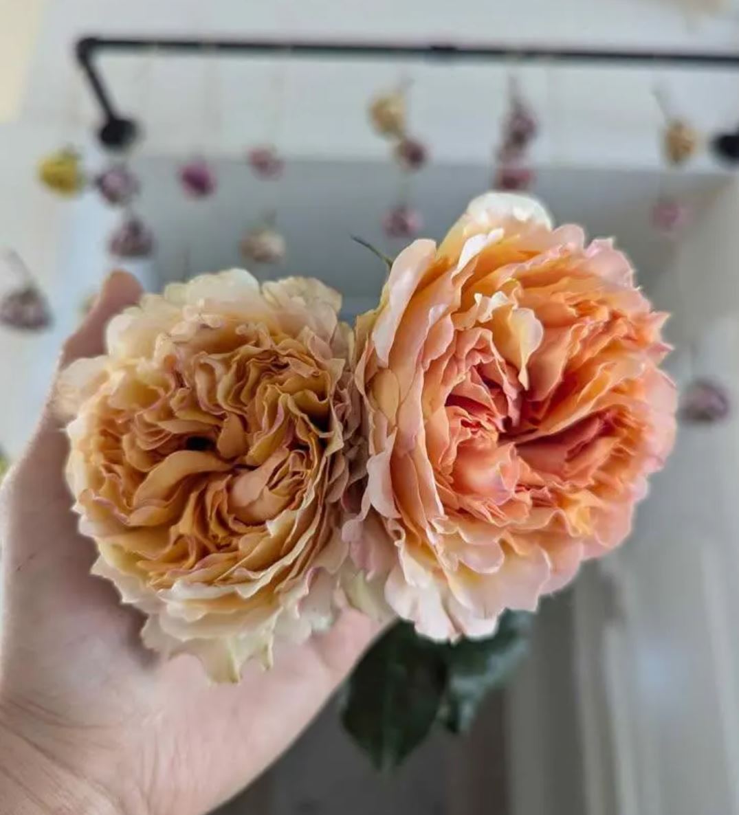 Yellow & cream wedding garden rose plant large flower bush deciduous shrub