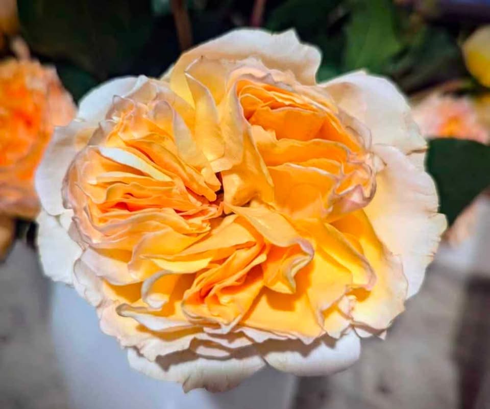 Yellow & cream wedding garden rose plant large flower bush deciduous shrub