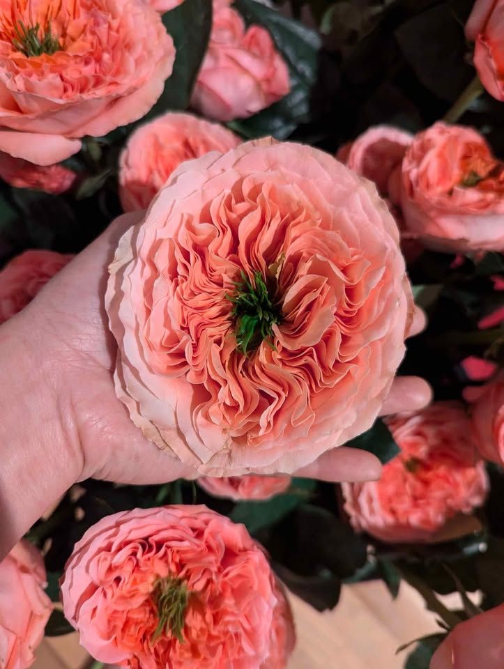 Mandarin Xpression unique garden rose plant