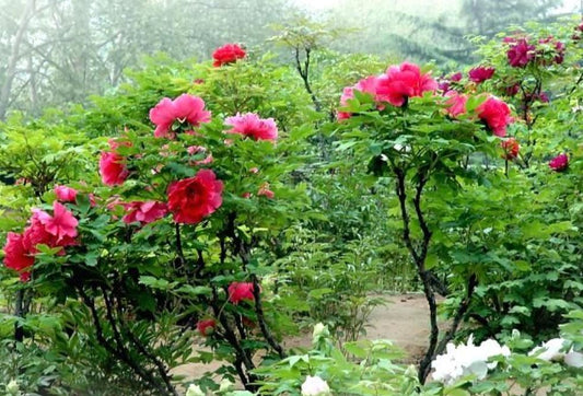 "Luoyang red" large flower tree peony