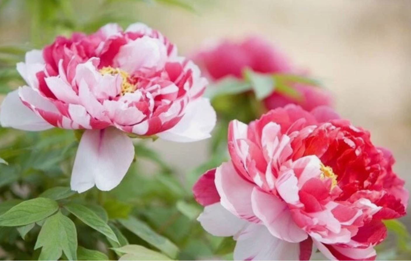 "Shima-Nishiki" large flower Japanese tree peony