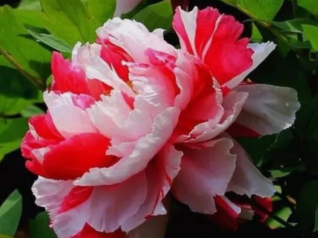 "Shima-Nishiki" large flower Japanese tree peony