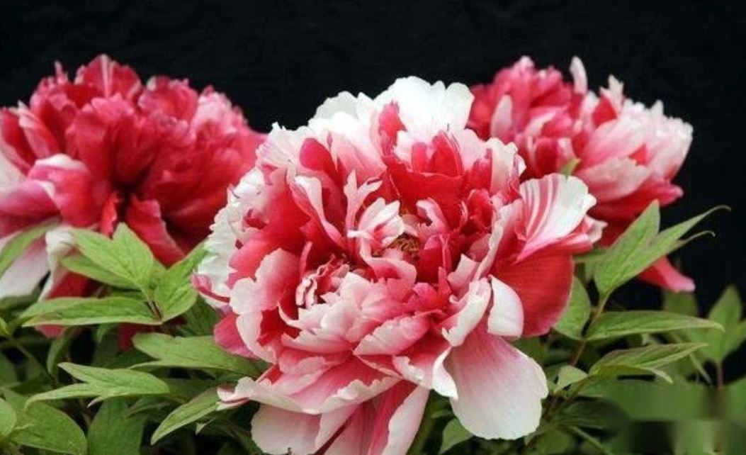 "Shima-Nishiki" large flower Japanese tree peony
