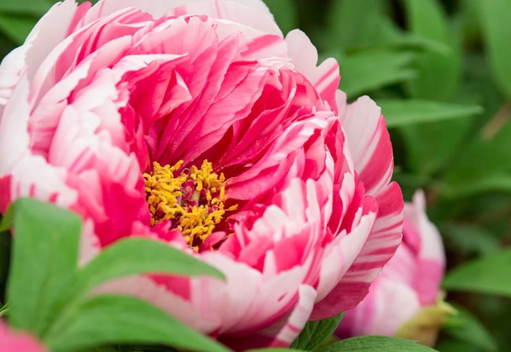 "Shima-Nishiki" large flower Japanese tree peony