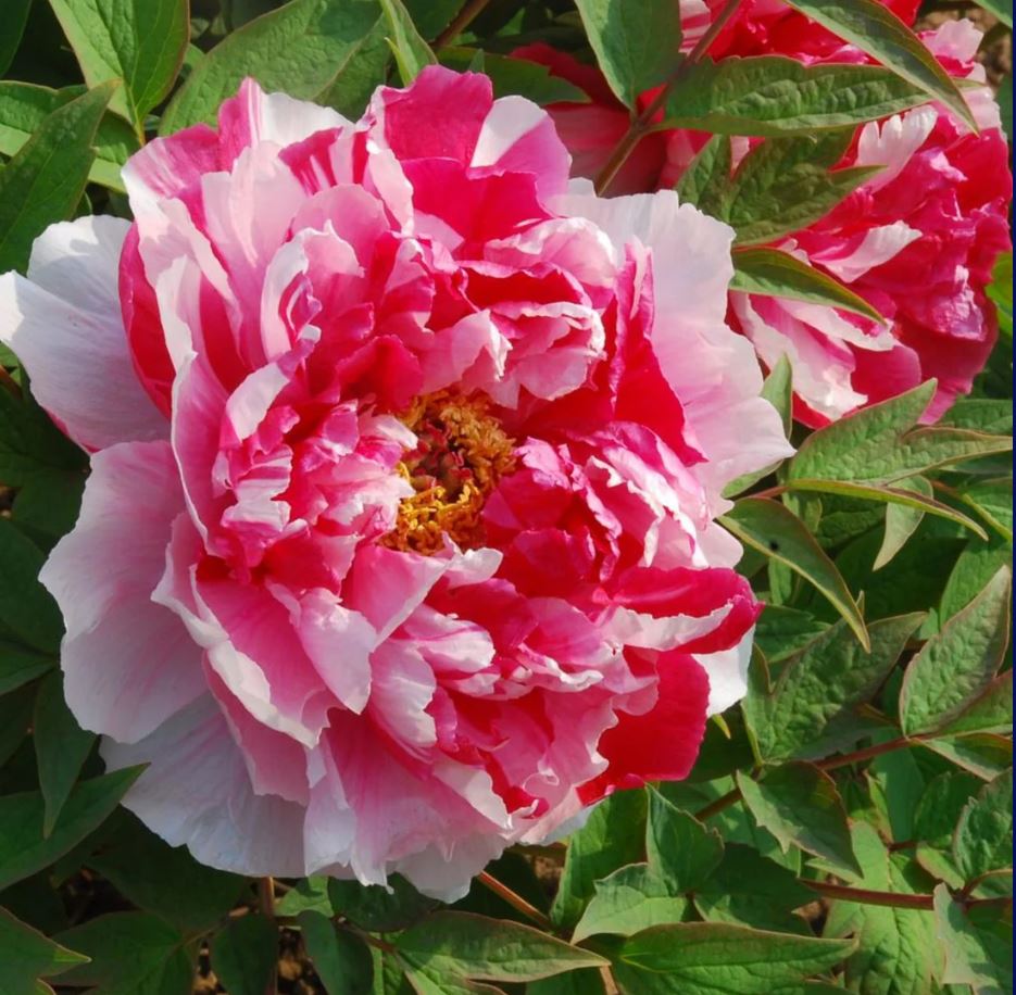"Shima-Nishiki" large flower Japanese tree peony