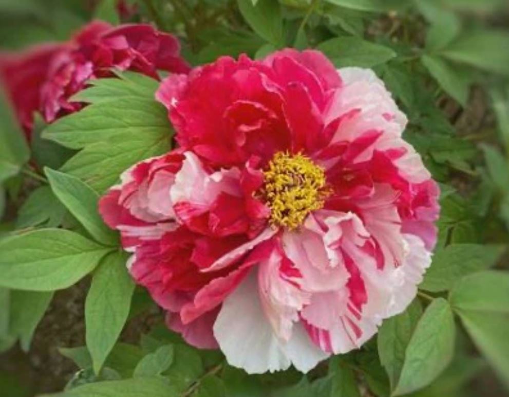 "Shima-Nishiki" large flower Japanese tree peony