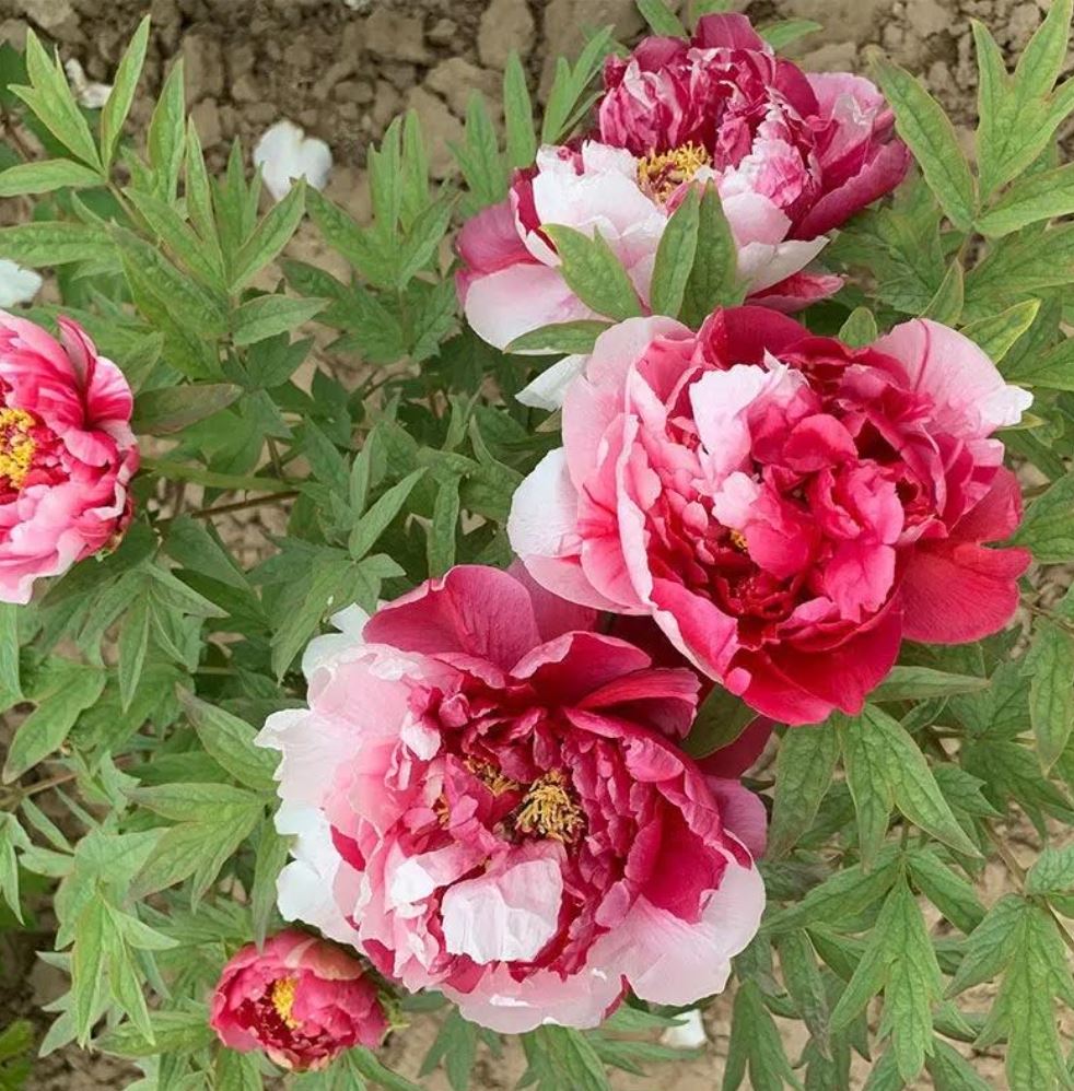"Shima-Nishiki" large flower Japanese tree peony