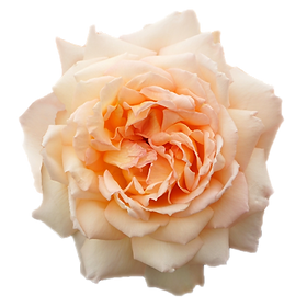 Princess Holly's Hope Garden Rose (12 Stems)