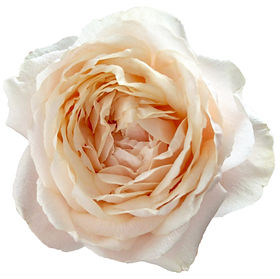 Tsumugi Ulala Garden Rose (12 Stems)