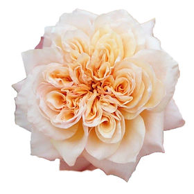Issei Garden Rose (12 Stems)