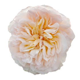 Tie-Dye Garden Rose (12 Stems)