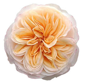 Tip-Top! Garden Rose (12 Stems)