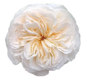 Vicky Gardens! Garden Rose (12 Stems)