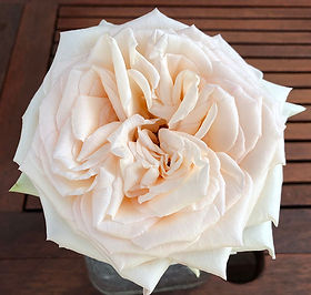 Pimpinela Garden Rose (12 Stems)