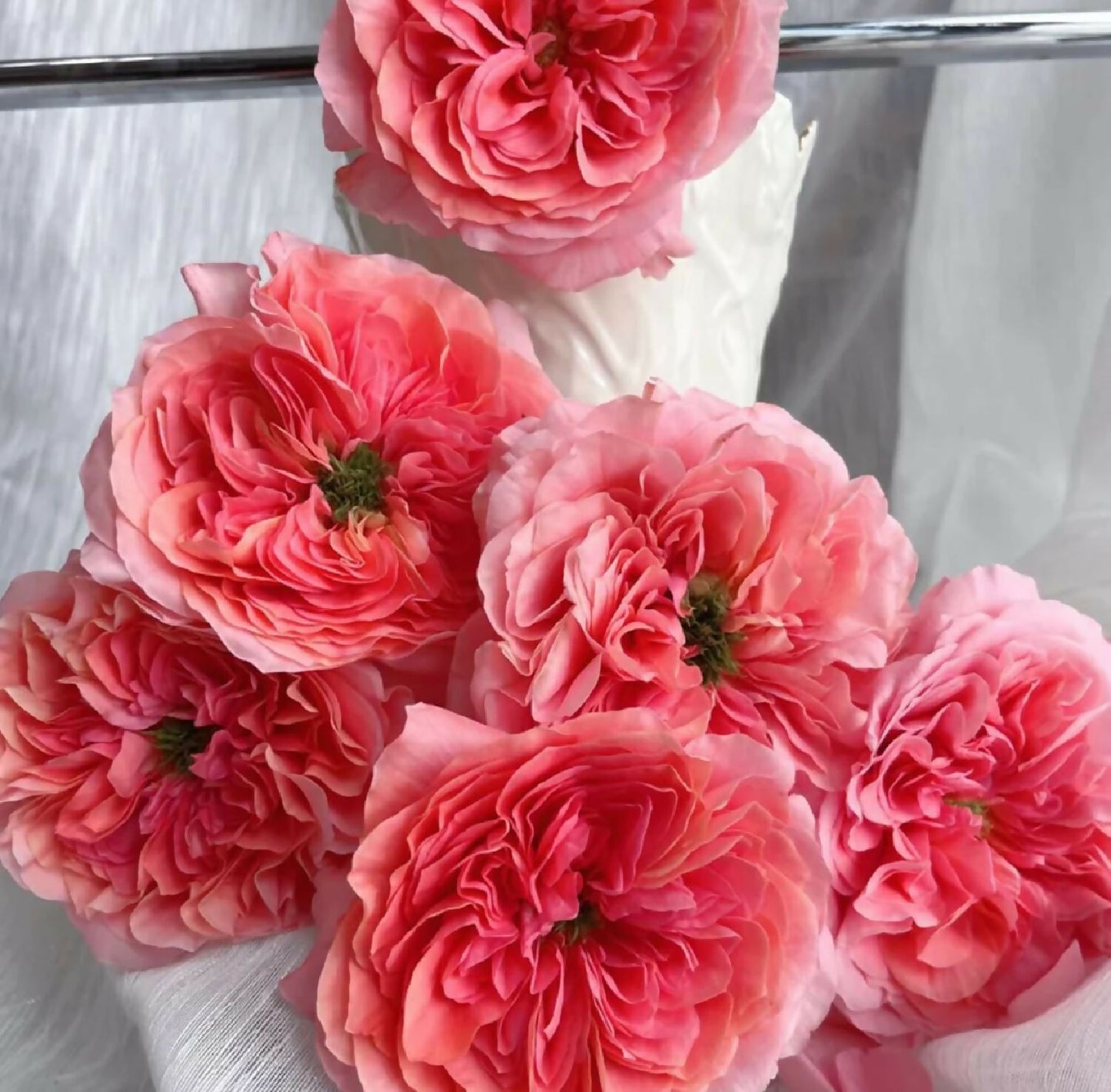 candy xpression pink garden roses wedding flower