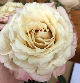 Catalina Garden Rose (12 Stems)