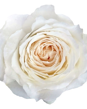Princess Miyuki Garden Rose (12 Stems)