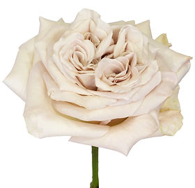 Westminster Abbey Garden Rose (12 Stems)