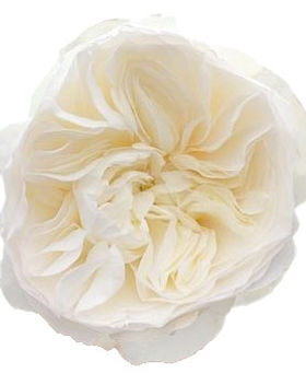 Aurora Gardens! Garden Rose (12 Stems)