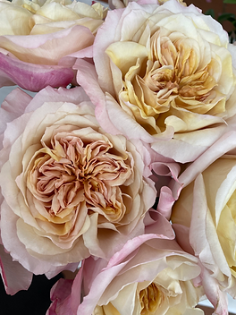 Miyabi Brown Garden Rose (12 Stems)