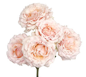 Mayra's Bridal Pink Garden Rose (12 Stems)