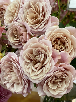 Sabrina Garden Rose (12 Stems)