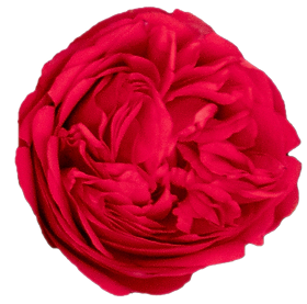 Garden Romance Garden Rose (12 Stems)